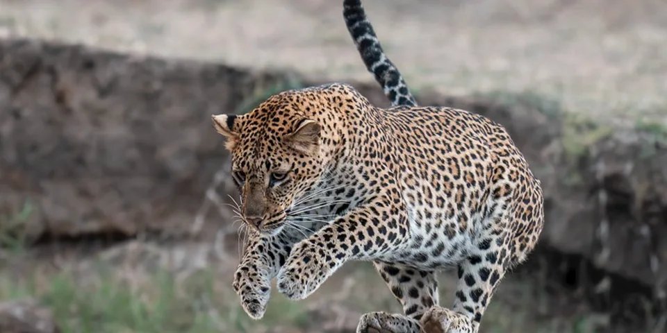 7 days Serengeti migration safari