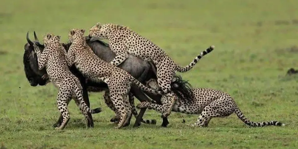 7 days ndutu zanzibar honeymooners romantic safari