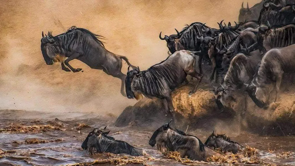 7 days serengeti migration safari wildebeest crossing