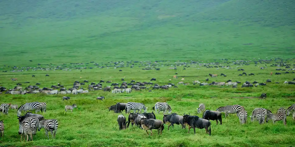 tanzania honeymoon ngorongoro crater