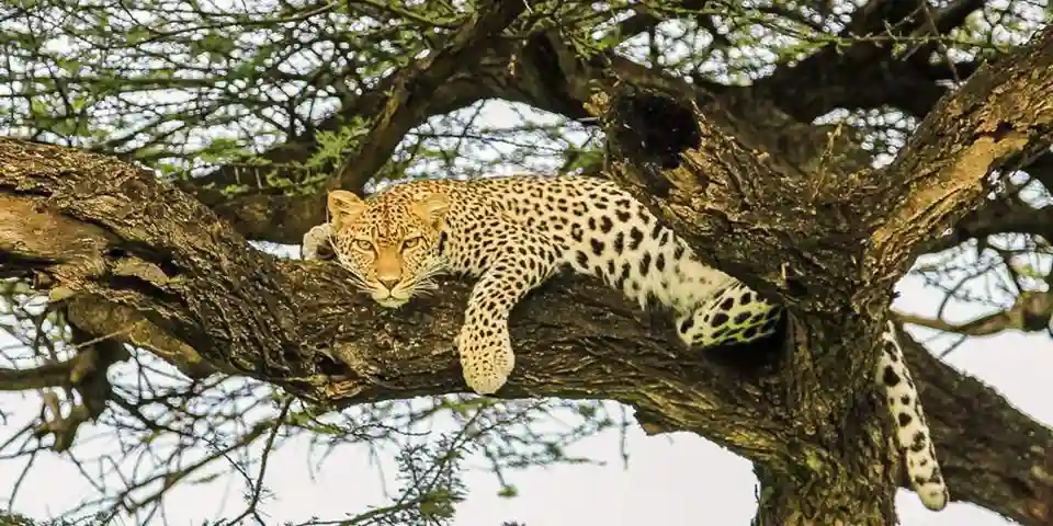 7 day luxury safari from arusha
