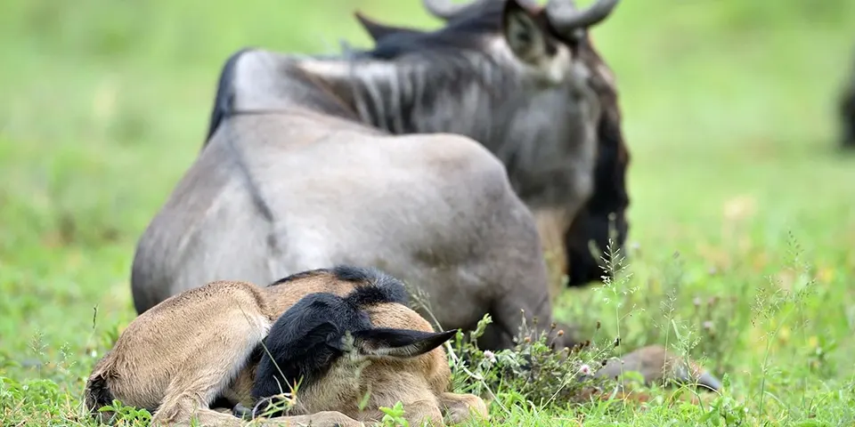 7 days wildebeest calving season serengeti tarangire national park