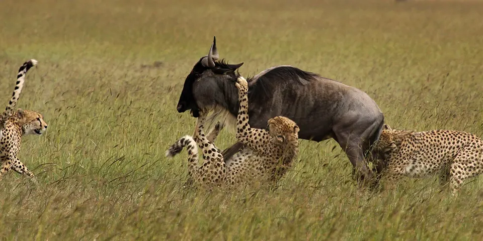 wildebeest calving 7 days serengeti safari