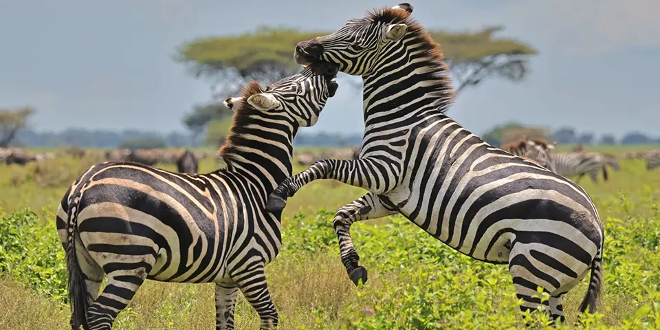 7 days wildebeest calving season serengeti zanzibar beach