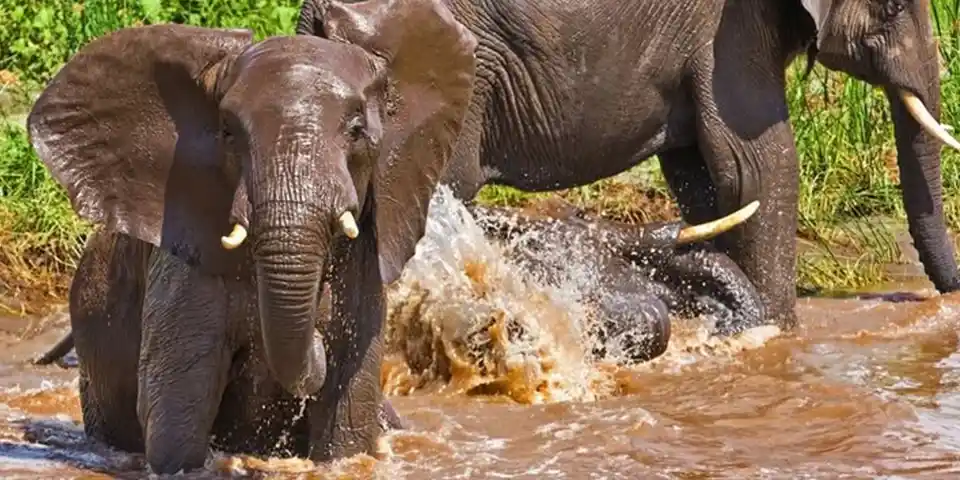 8 days luxury family safari tarangire national park