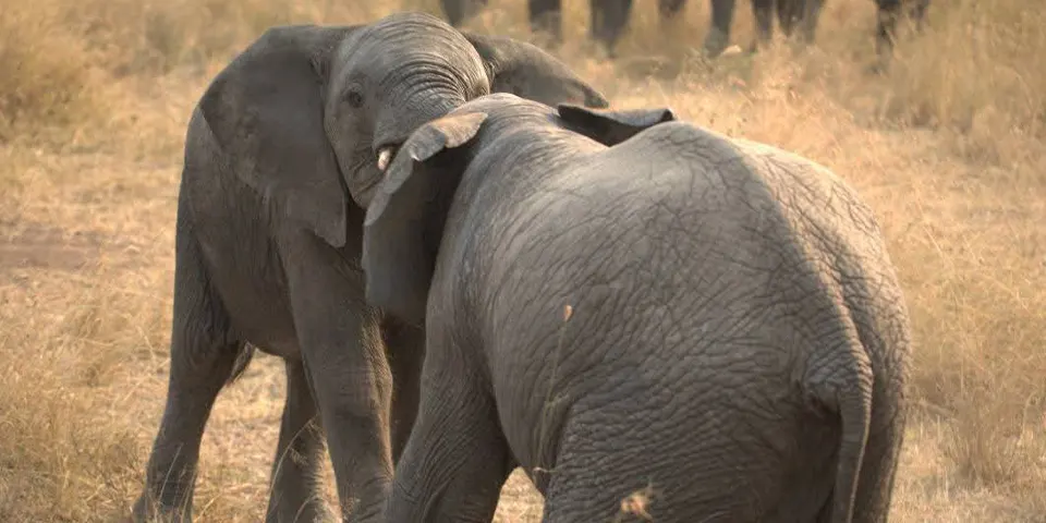 8 Days Luxury Family Safari and Zanzibar