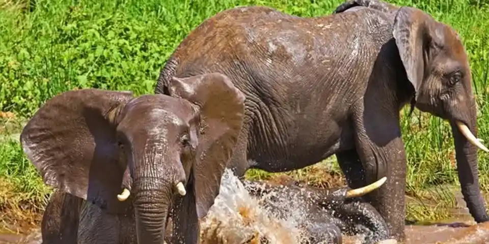 tarangire national park elephants luxury safari