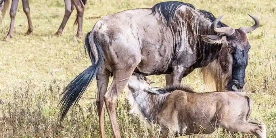 serengeti national park wildlife luxury