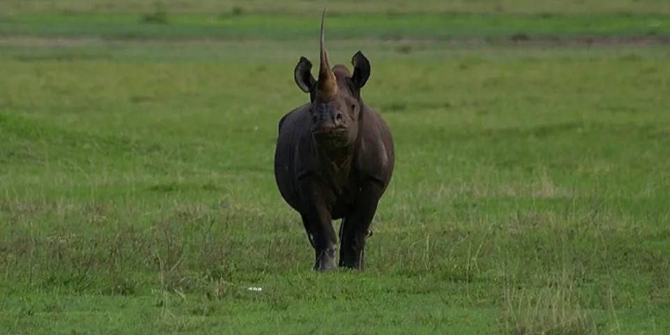 8 Days Luxury Safari from Arusha