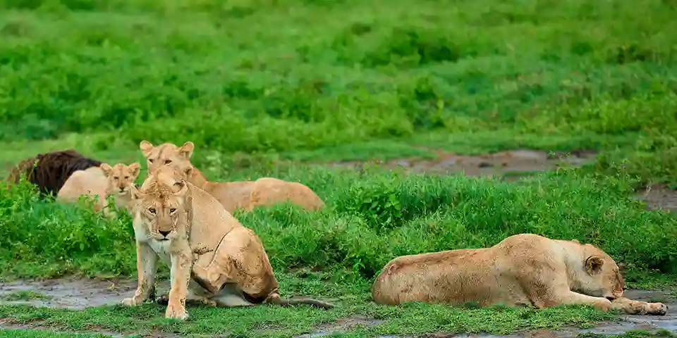 8 Days Luxury Safari From Arusha