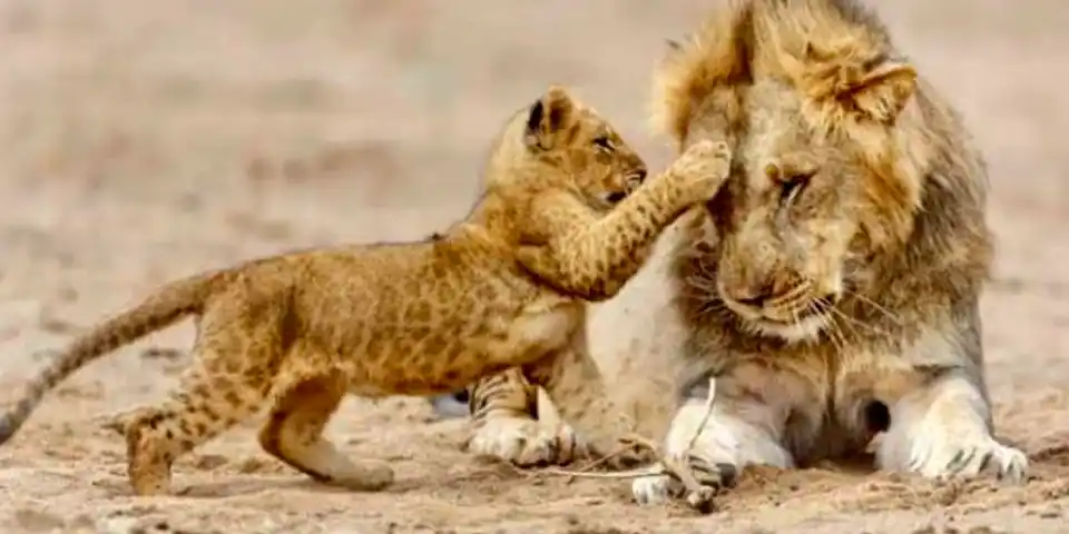 serengeti national park luxury safari