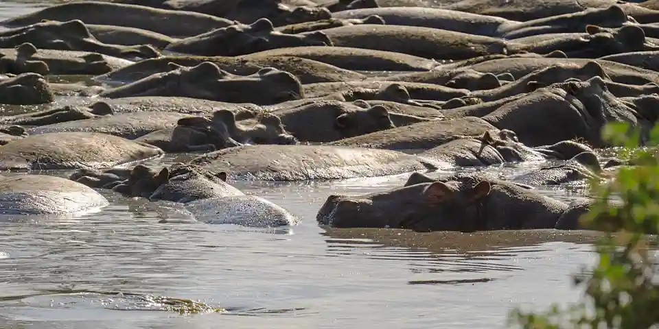 ngorongoro crater safari experience