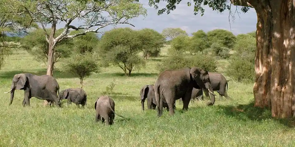 tarangire national park elephants luxury