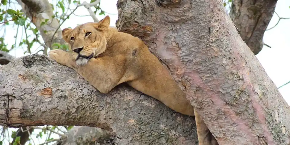 lake manyara tree climbing lions luxury