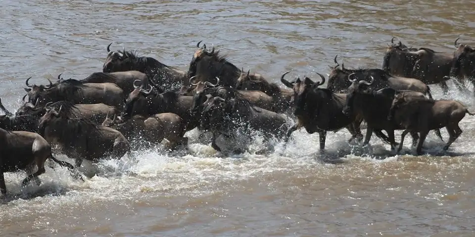 9 days great migration safari