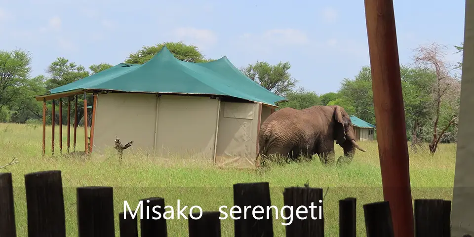 Serengeti migration view