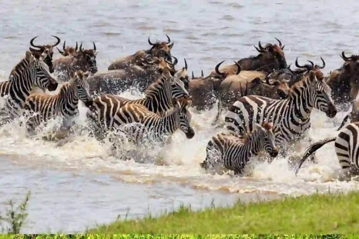 Affordable 5 Days Wildebeest Migration Safari 2026-2027 - Budget Serengeti Tour