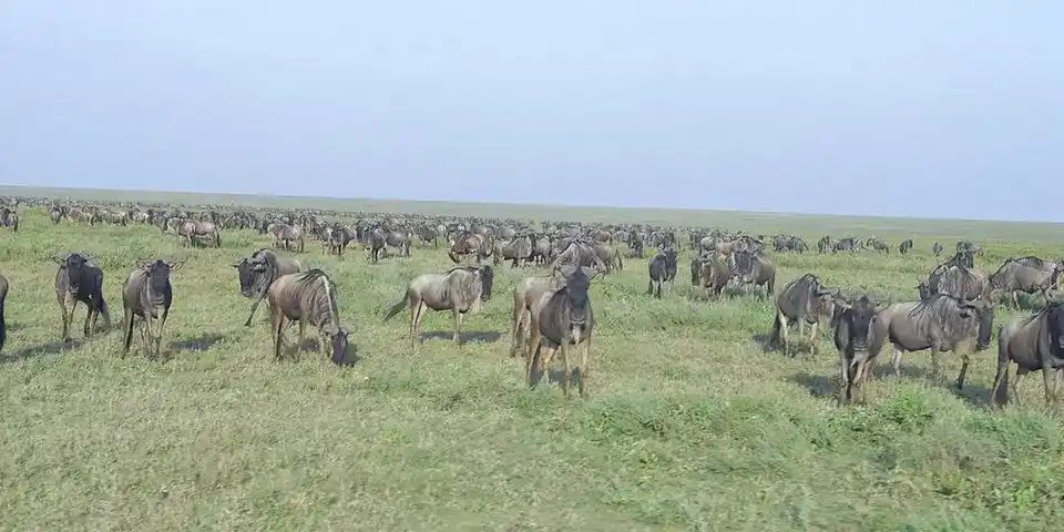 Tanzania December safari wildlife viewing