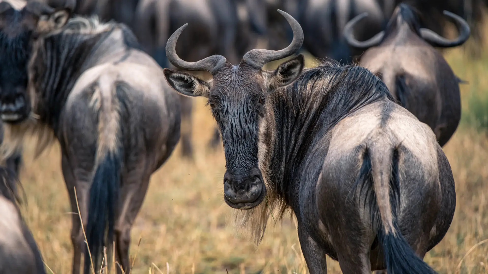 9 days great migration safari serengeti wildebeest river crossing