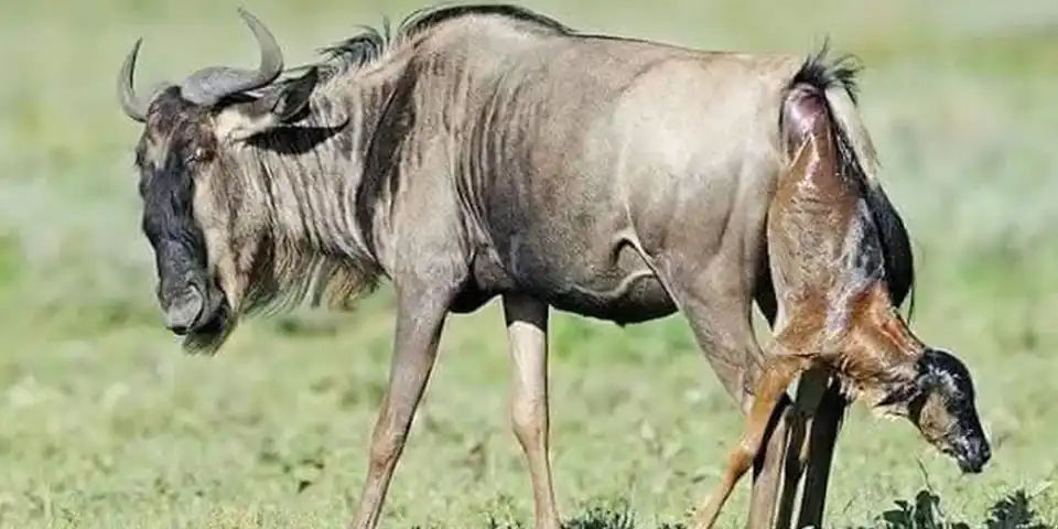 Ndutu calving season Tanzania January safari