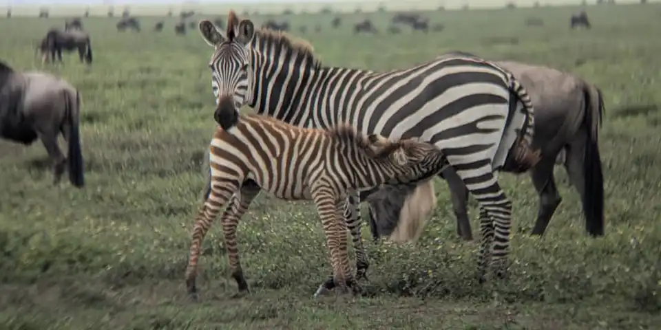 Wildlife viewing Tanzania January safari