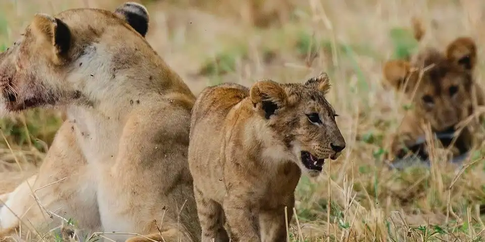 joining group safari for 2 days wildlife viewing