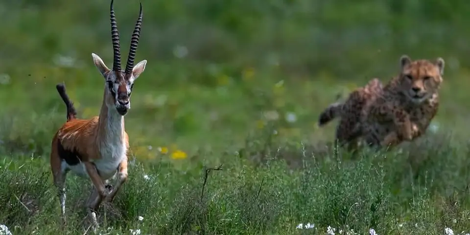 serengeti national park luxury safari