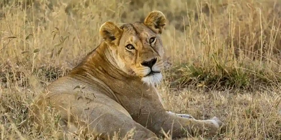 ngorongoro crater safari experience