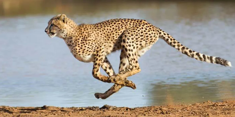 12 days holidays safari and beach g9