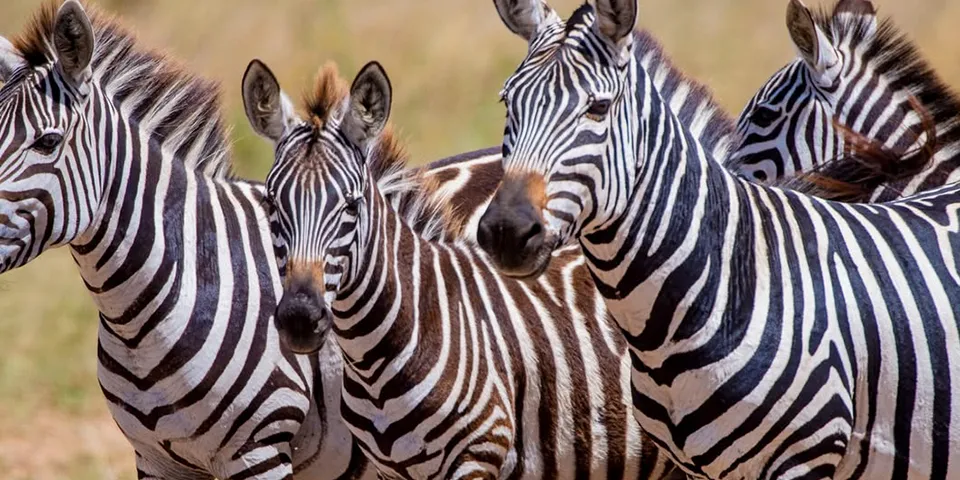 great migration safari tanzania