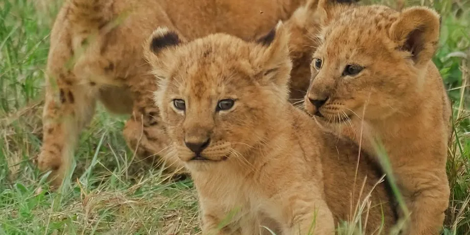 wildebeest herds serengeti