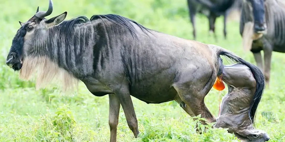 3 days serengeti calving season safari