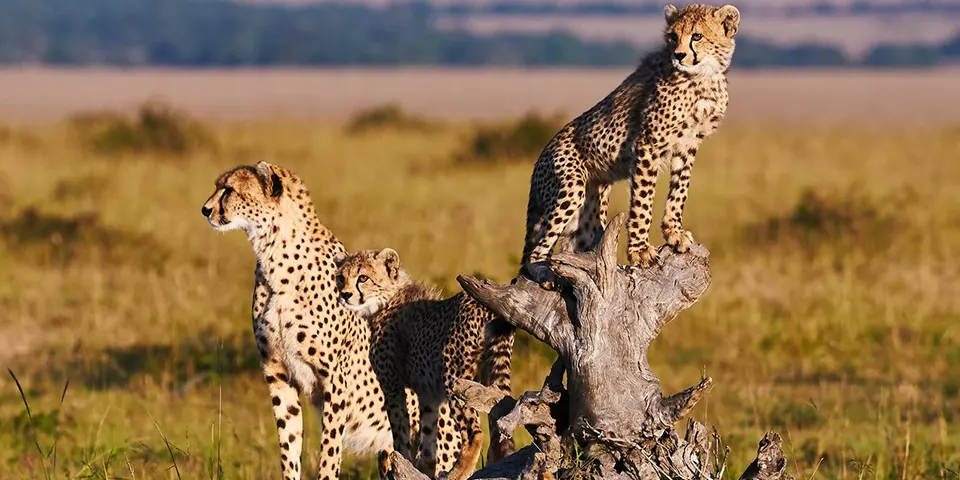 wildebeest calves ndutu