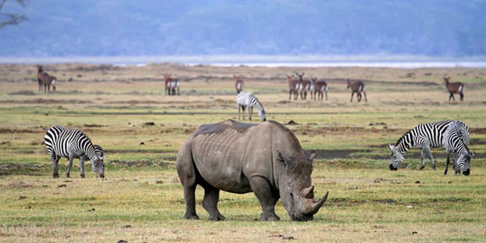 predators calving season
