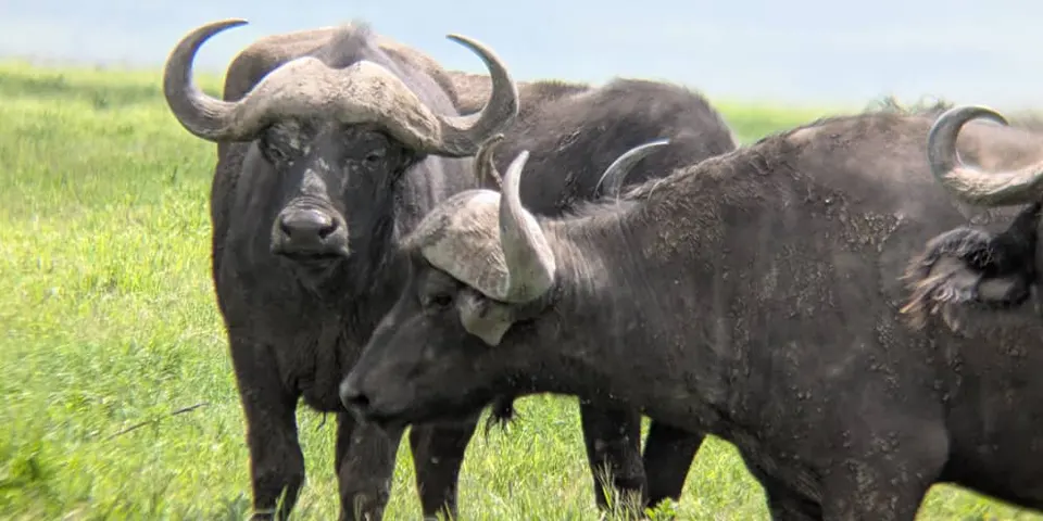 ndutu region calving