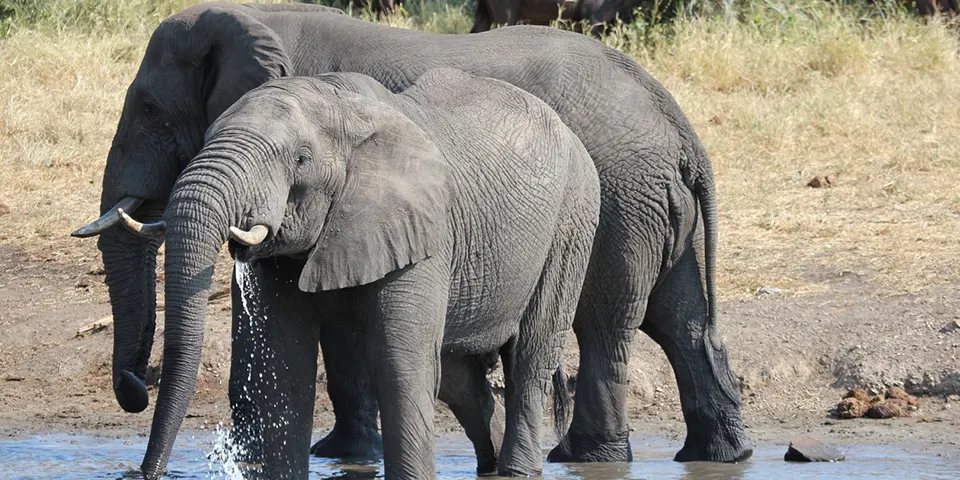 6 days tanzania christmas holidays package tarangire national park