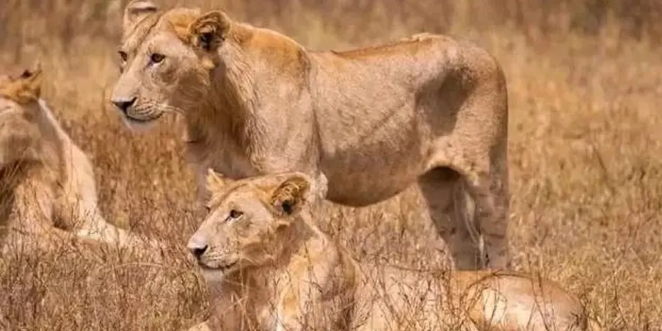 tanzania christmas package serengeti national park