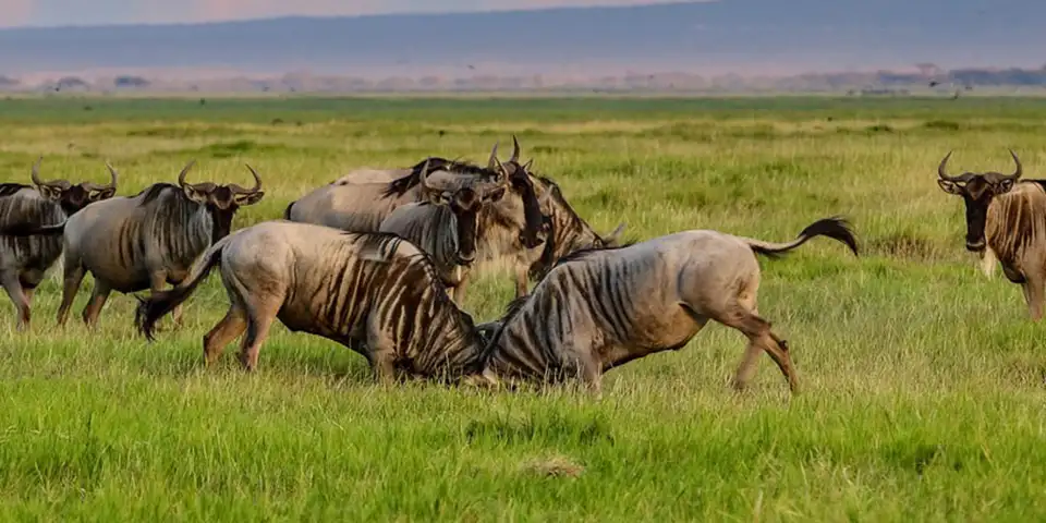 5 days tanzania new year holiday package tarangire national park