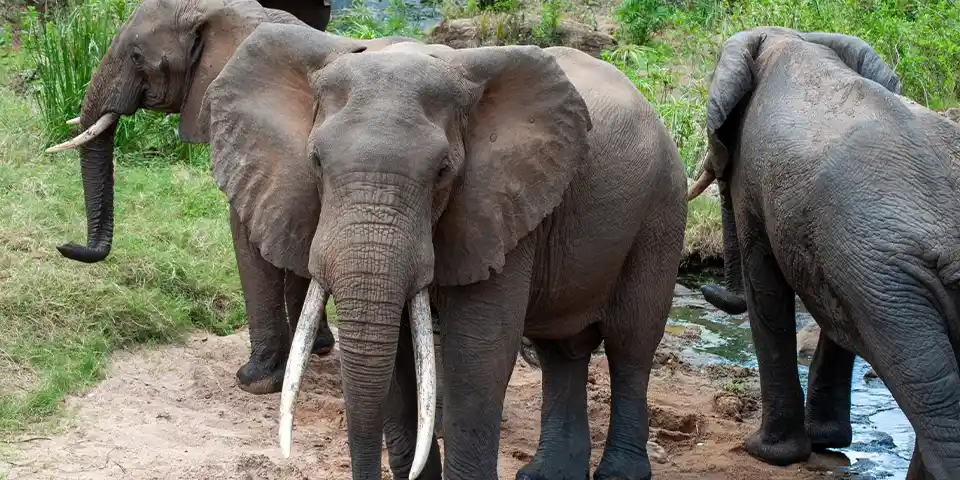 5 days tanzania new year holiday package safari