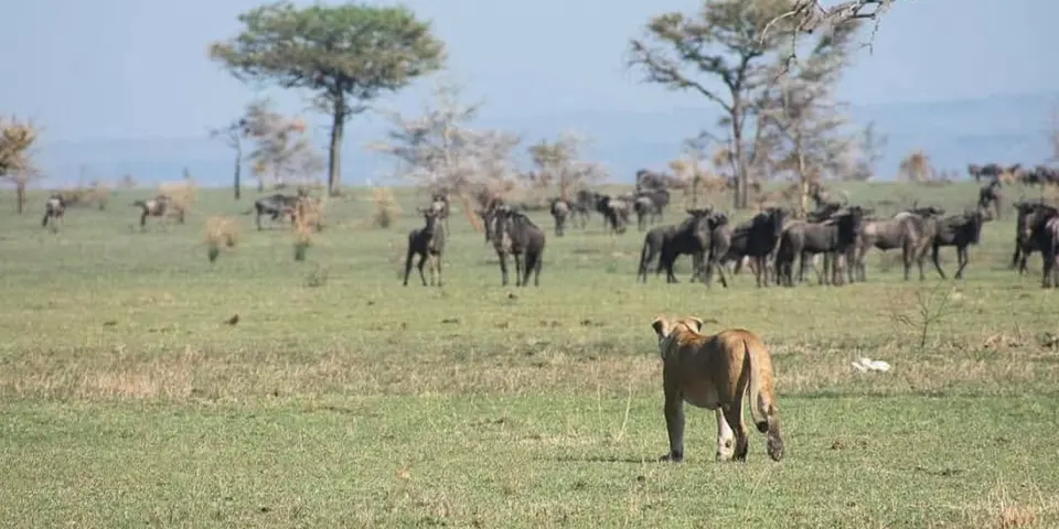 tanzania safari holidays big five