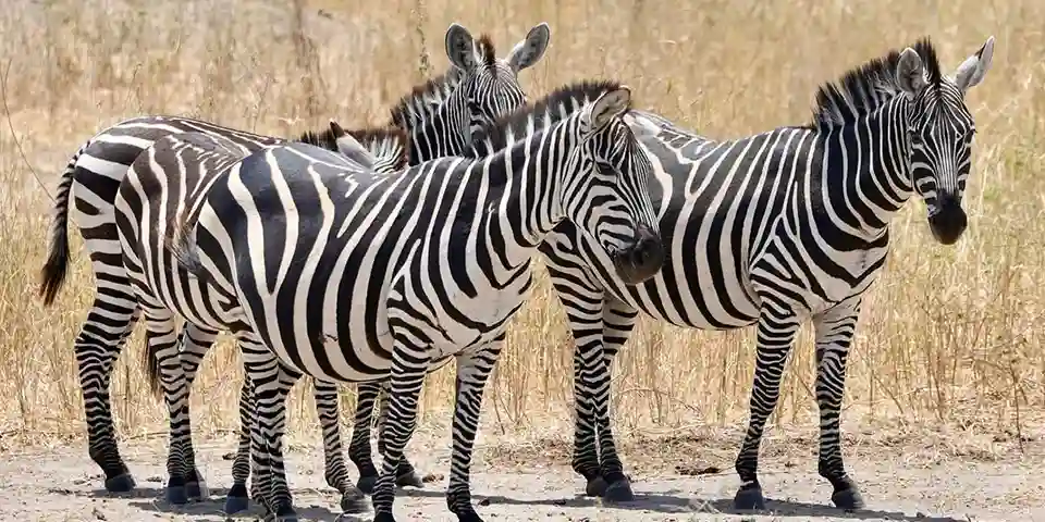 Tanzania Safari and Zanzibar package with Serengeti wildlife viewing