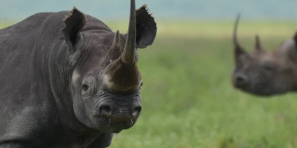 Ngorongoro Crater safari combined with Zanzibar island relaxation