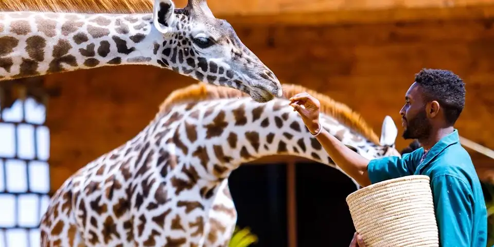 Tanzania luxury safari followed by Zanzibar beach resort stay