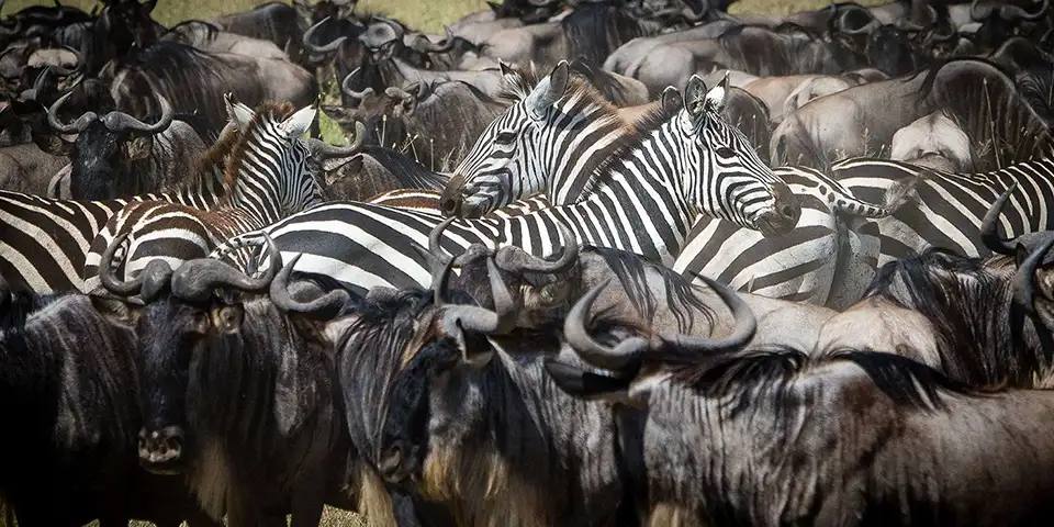 The Great Show on Earth - Wildebeest Migration 2026-2027