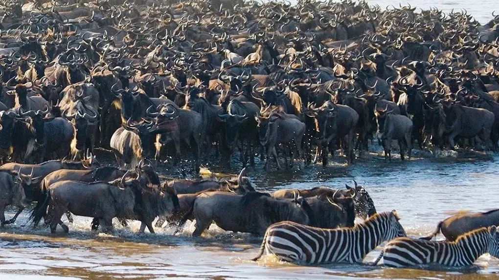 10 days wildebeest migration safari serengeti river crossing
