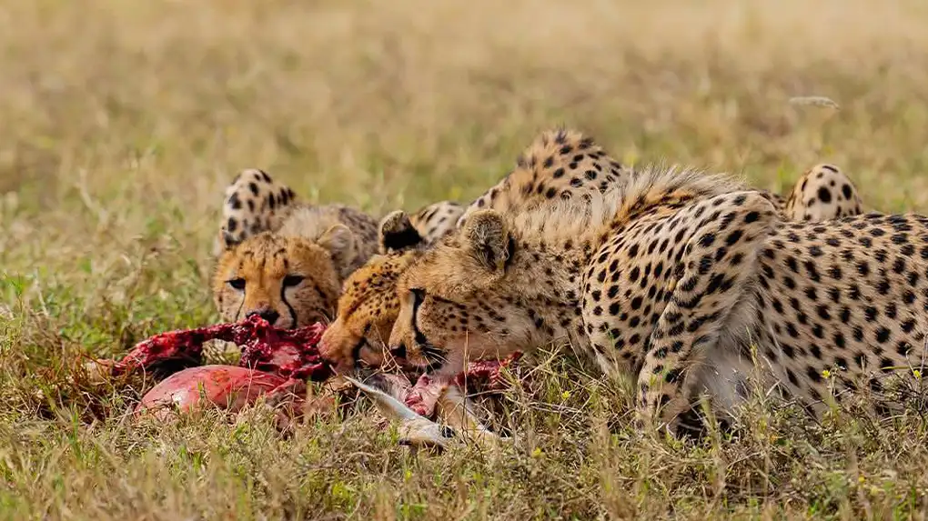 14 days exclusive honeymoon safari tanzania and zanzibar 2026 - 2027