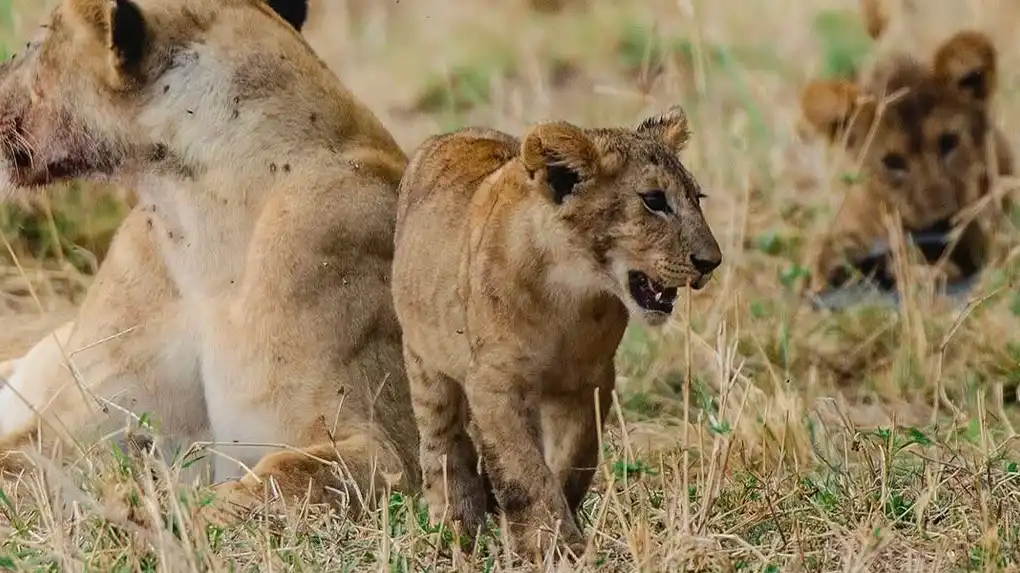 2 Days Affordable Safari Starting Arusha