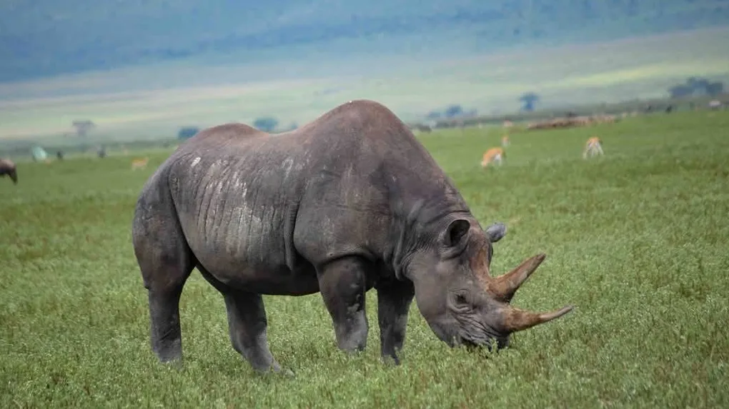 2 Days Budget Safari Tanzania