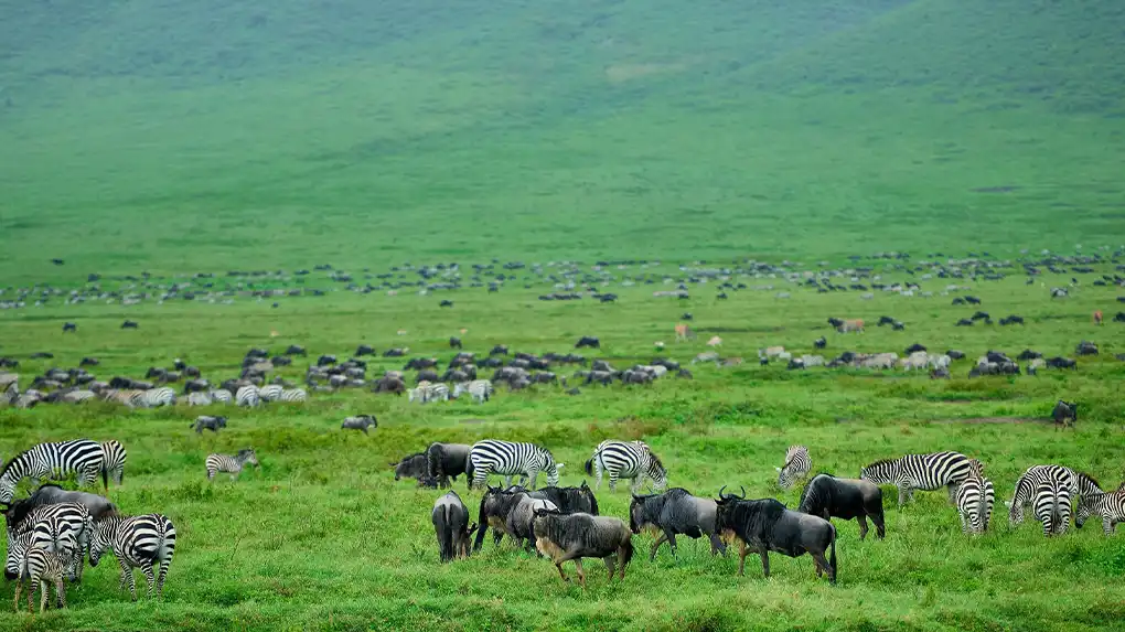 3 Days Affordable Safari Arusha