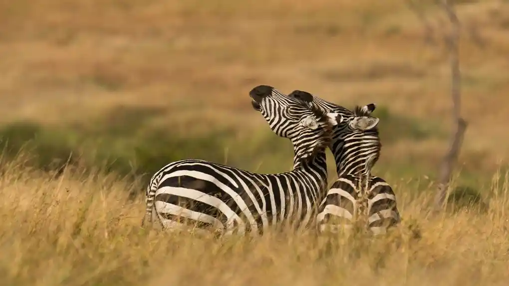 3 days budget private safari tanzania 2026 - 2027